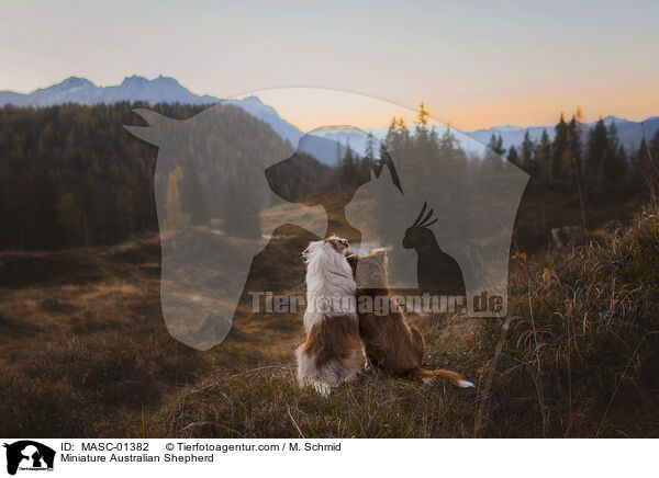 Miniature Australian Shepherd / Miniature Australian Shepherd / MASC-01382