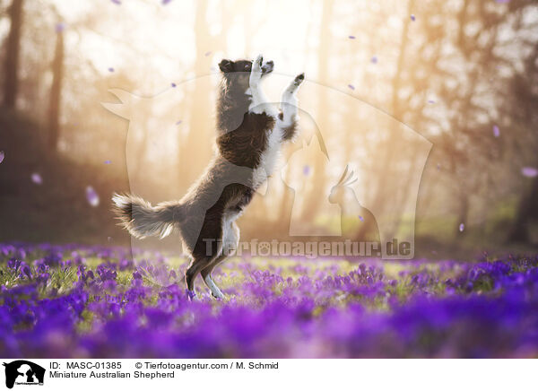 Miniature Australian Shepherd / MASC-01385