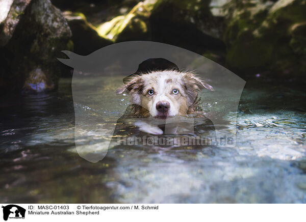 Miniature Australian Shepherd / MASC-01403
