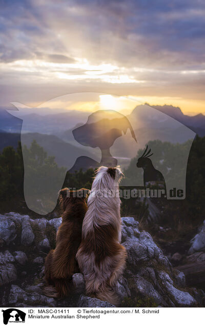 Miniature Australian Shepherd / MASC-01411