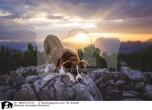 Miniature Australian Shepherd / MASC-01412