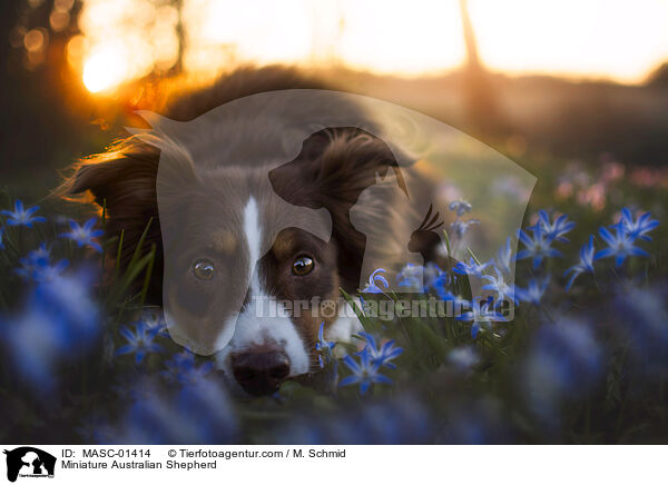 Miniature Australian Shepherd / MASC-01414