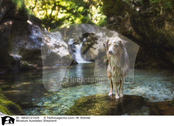 Miniature Australian Shepherd / Miniature Australian Shepherd / MASC-01425