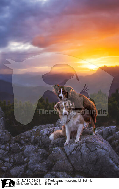 Miniature Australian Shepherd / Miniature Australian Shepherd / MASC-01428