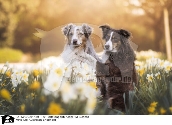 Miniature Australian Shepherd / Miniature Australian Shepherd / MASC-01430
