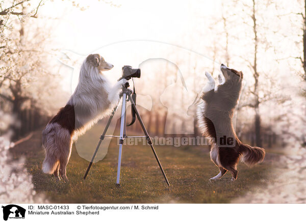 Miniature Australian Shepherd / MASC-01433