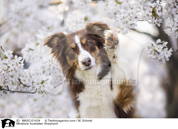 Miniature Australian Shepherd / Miniature Australian Shepherd / MASC-01434