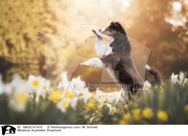 Miniature Australian Shepherd / Miniature Australian Shepherd / MASC-01435