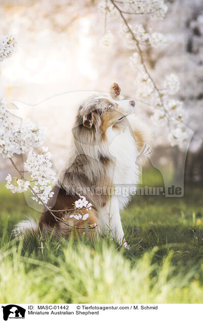 Miniature Australian Shepherd / MASC-01442