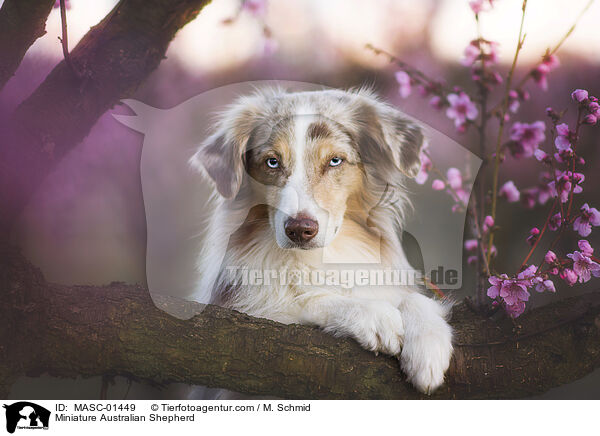 Miniature Australian Shepherd / MASC-01449