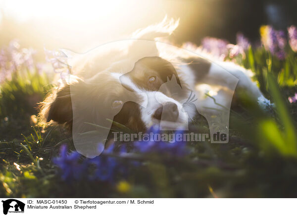Miniature Australian Shepherd / MASC-01450