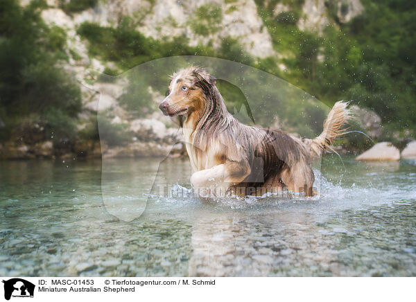 Miniature Australian Shepherd / MASC-01453