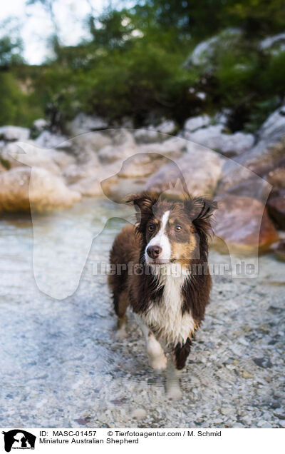 Miniature Australian Shepherd / MASC-01457