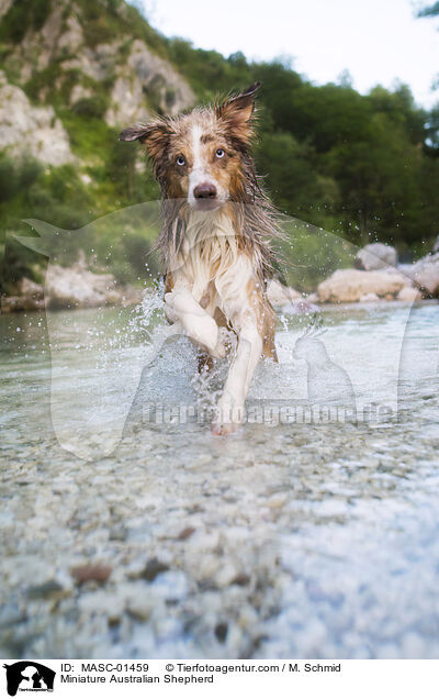Miniature Australian Shepherd / MASC-01459