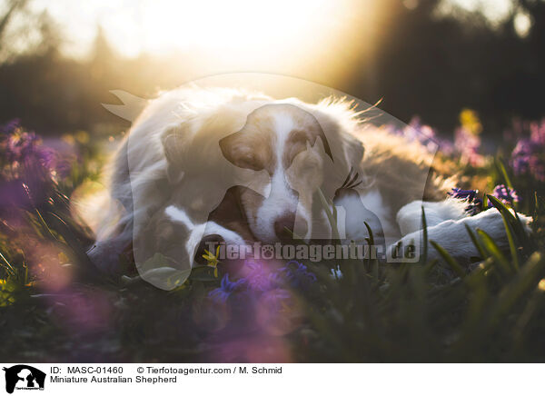 Miniature Australian Shepherd / MASC-01460