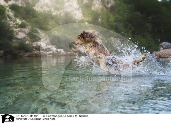 Miniature Australian Shepherd / MASC-01464
