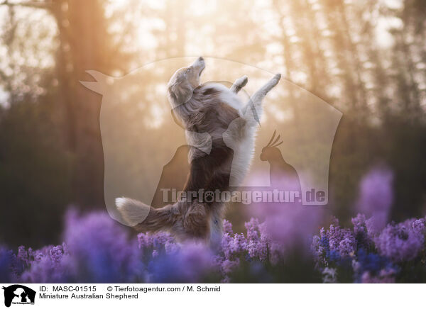 Miniature Australian Shepherd / MASC-01515