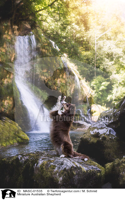 Miniature Australian Shepherd / Miniature Australian Shepherd / MASC-01535