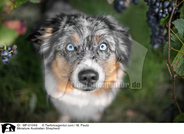 Miniature Australian Shepherd / Miniature Australian Shepherd / MP-01049