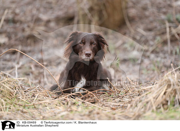 Miniature Australian Shepherd / Miniature Australian Shepherd / KB-09469