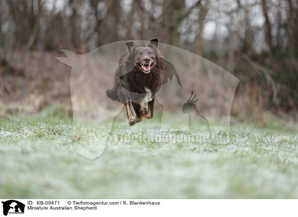 Miniature Australian Shepherd / Miniature Australian Shepherd / KB-09471