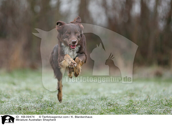 Miniature Australian Shepherd / Miniature Australian Shepherd / KB-09474