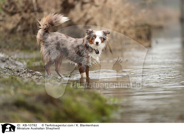 Miniature Australian Shepherd / KB-10782