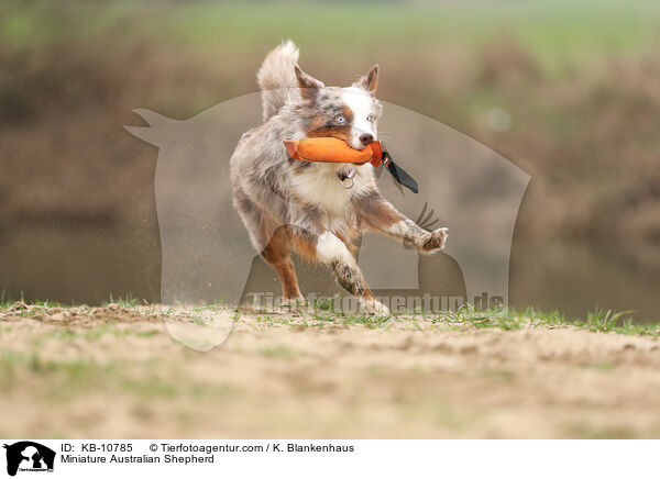 Miniature Australian Shepherd / KB-10785