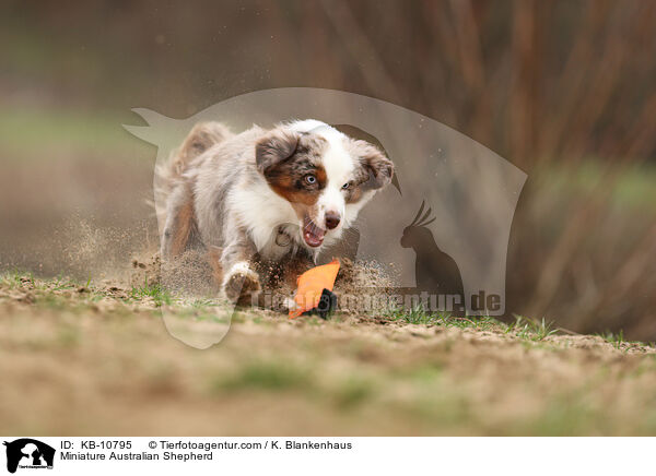 Miniature Australian Shepherd / KB-10795