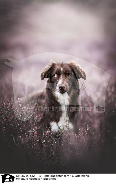Miniature Australian Shepherd / JQ-01532
