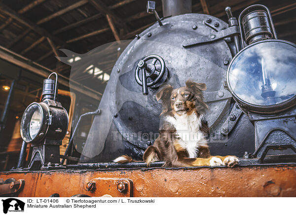 Miniature Australian Shepherd / Miniature Australian Shepherd / LT-01406