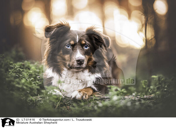 Miniature Australian Shepherd / Miniature Australian Shepherd / LT-01416
