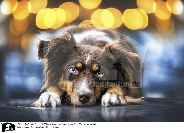Miniature Australian Shepherd / Miniature Australian Shepherd / LT-01418