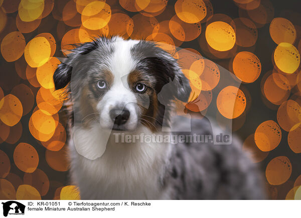 female Miniature Australian Shepherd / KR-01051