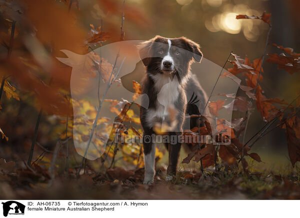 female Miniature Australian Shepherd / AH-06735