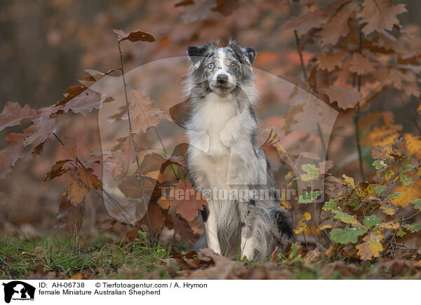Miniature Australian Shepherd Hndin / female Miniature Australian Shepherd / AH-06738