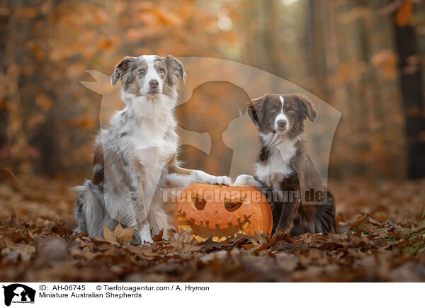 Miniature Australian Shepherds / Miniature Australian Shepherds / AH-06745