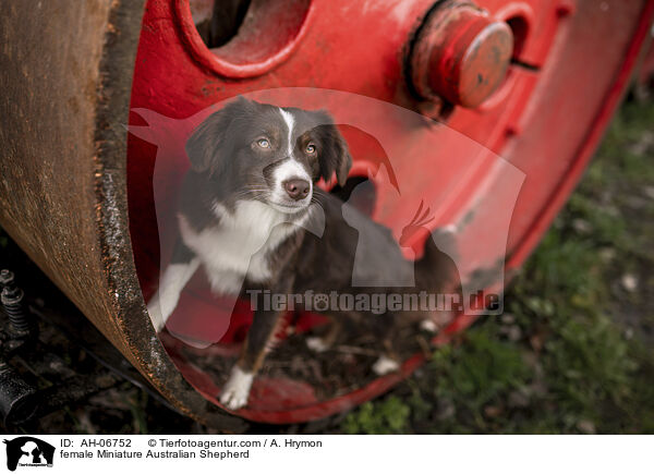 female Miniature Australian Shepherd / AH-06752