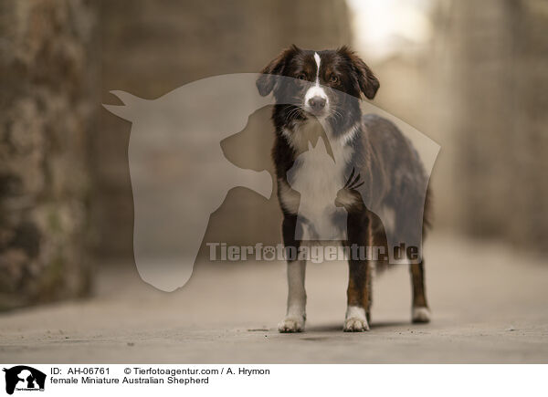 female Miniature Australian Shepherd / AH-06761