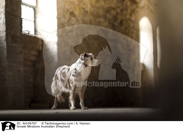Miniature Australian Shepherd Hndin / female Miniature Australian Shepherd / AH-06767
