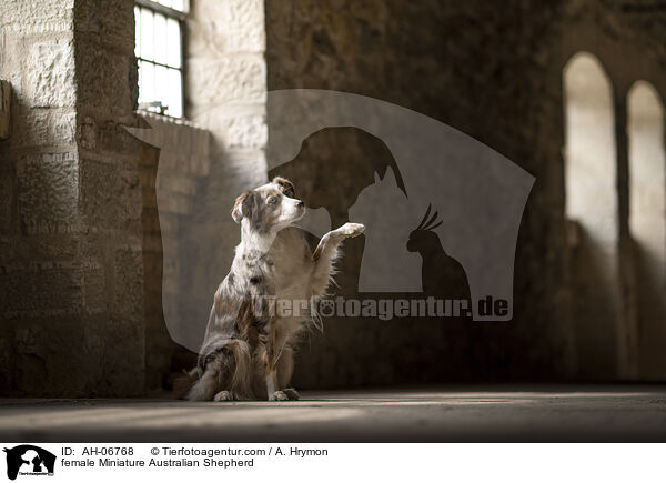 Miniature Australian Shepherd Hndin / female Miniature Australian Shepherd / AH-06768