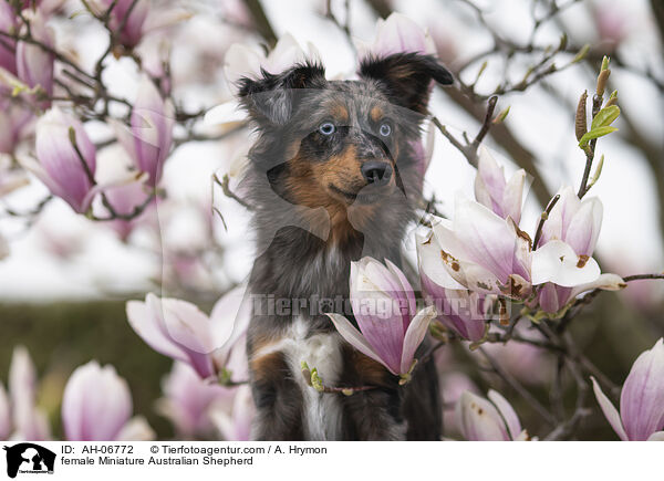 female Miniature Australian Shepherd / AH-06772