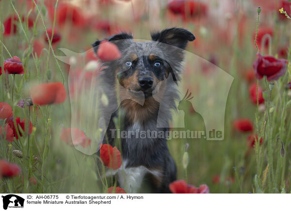 Miniature Australian Shepherd Hndin / female Miniature Australian Shepherd / AH-06775
