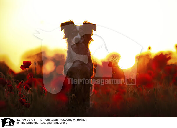 Miniature Australian Shepherd Hndin / female Miniature Australian Shepherd / AH-06778