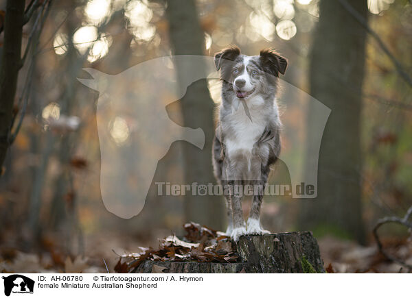 female Miniature Australian Shepherd / AH-06780