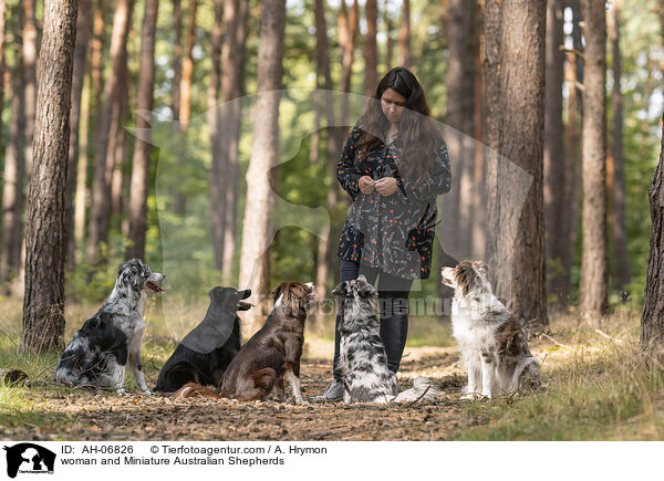 Frau und Miniature Australian Shepherds / woman and Miniature Australian Shepherds / AH-06826