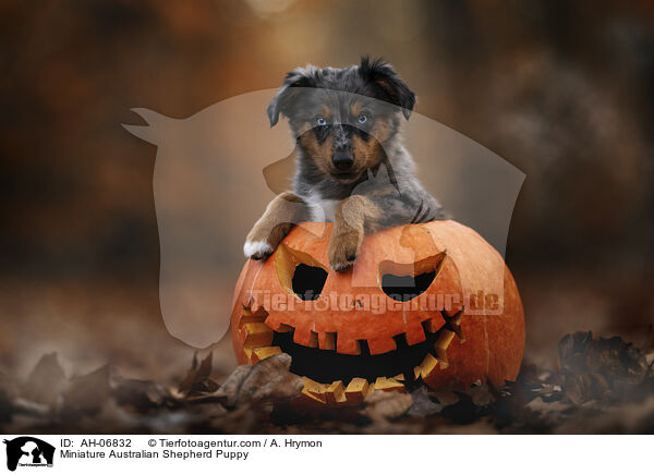 Miniature Australian Shepherd Welpe / Miniature Australian Shepherd Puppy / AH-06832