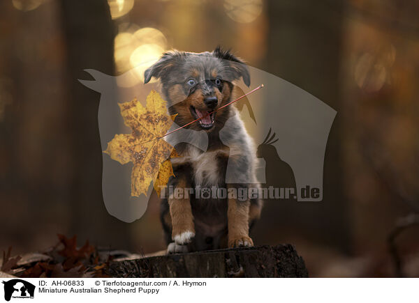 Miniature Australian Shepherd Puppy / AH-06833