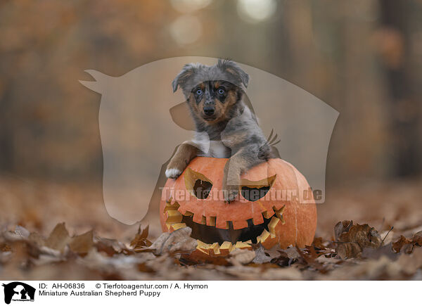 Miniature Australian Shepherd Welpe / Miniature Australian Shepherd Puppy / AH-06836
