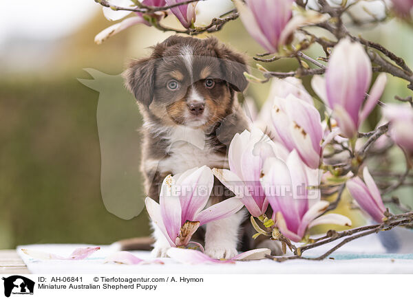 Miniature Australian Shepherd Welpe / Miniature Australian Shepherd Puppy / AH-06841